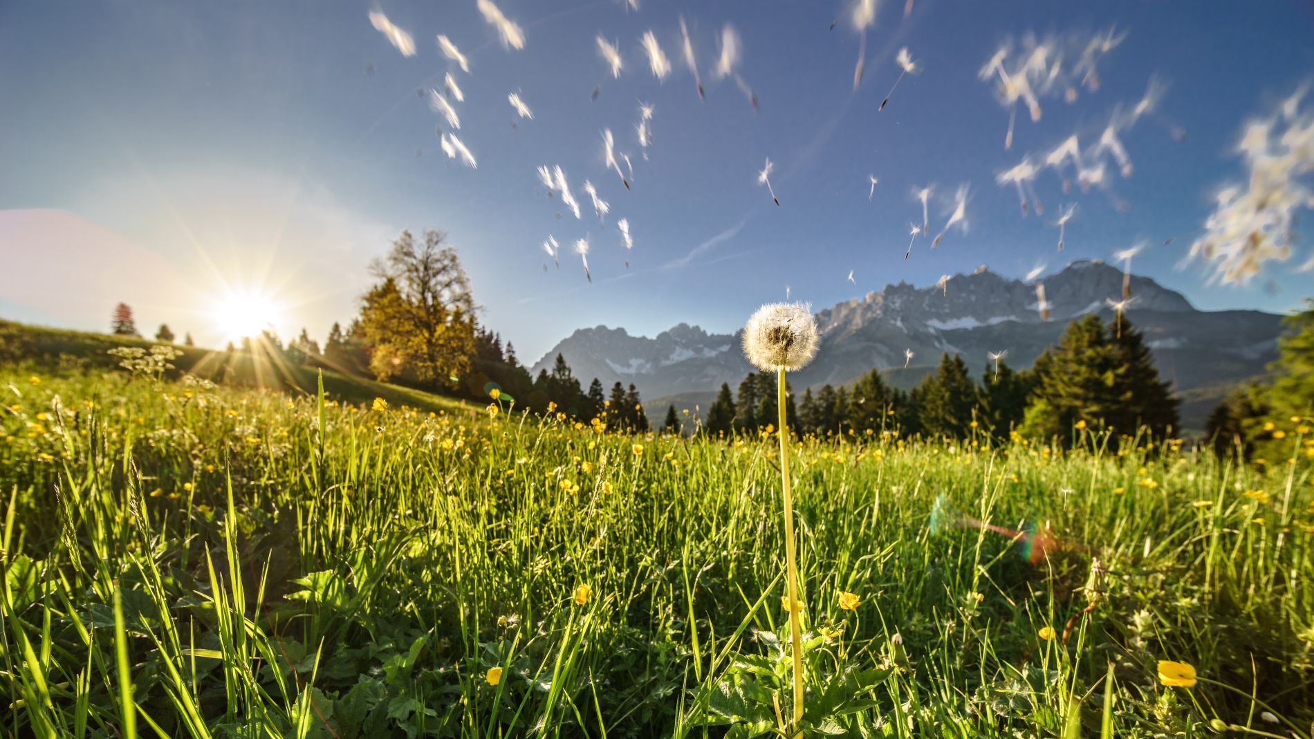 Hintergrund-Bild
