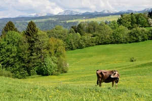 Landscape © Scheidegg-Tourismus / Thomas Gretler