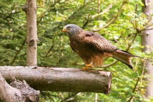 Bodetal Tierpark © Bodetal Tourismus GmbH