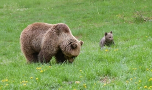 Bodetal Tierpark © Bodetal Tourismus