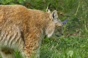 Bodetal Tierpark © Bodetal Tourismus GmbH