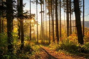 Miscellaneous|undefined  Miscellaneous|undefined